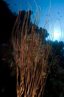 Coral red Sea kırbaç.