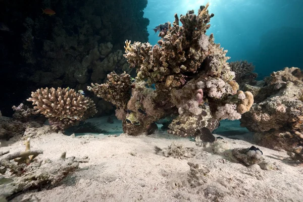 Gemarmerde grouper, Oceaan en koraal — Stockfoto
