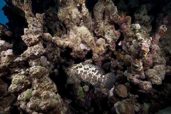 Gemarmerde grouper, Oceaan en koraal — Stockfoto