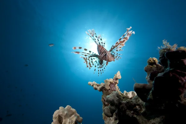 Lionfish, ωκεανό και κοράλλια — Φωτογραφία Αρχείου