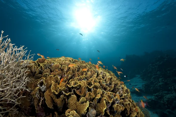 Ψάρια, ωκεανό και κοράλλια — Φωτογραφία Αρχείου