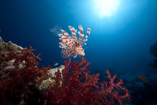 Pez león, océano y coral — Foto de Stock