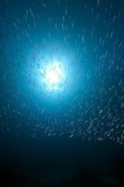 Océano y peces —  Fotos de Stock