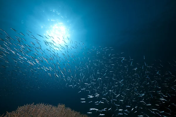 Balık, okyanus ve mercan — Stok fotoğraf