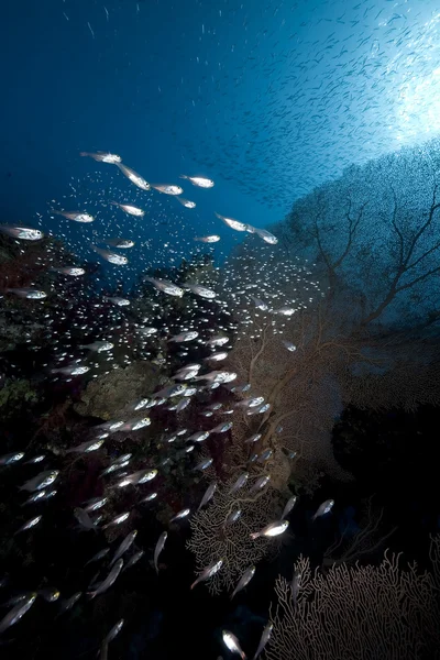 Glasfische, Meeresfrüchte und Ozeane — Stockfoto