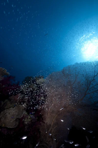 Pez cristal, marisco y océano — Foto de Stock
