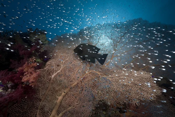 Glasfish, sean et ocean — Photo