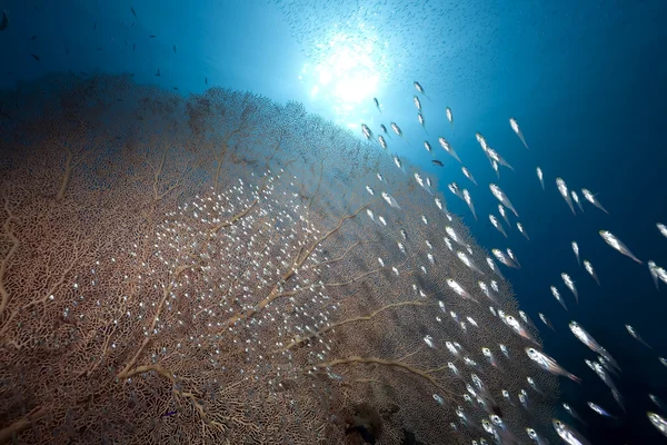 Ikan kaca, laut dan laut — Stok Foto