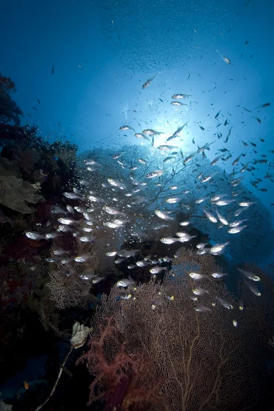 Glasfish, seafan 및 바다 — 스톡 사진
