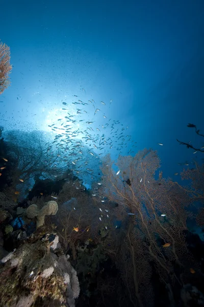 Glasfish, seafan en Oceaan — Stockfoto