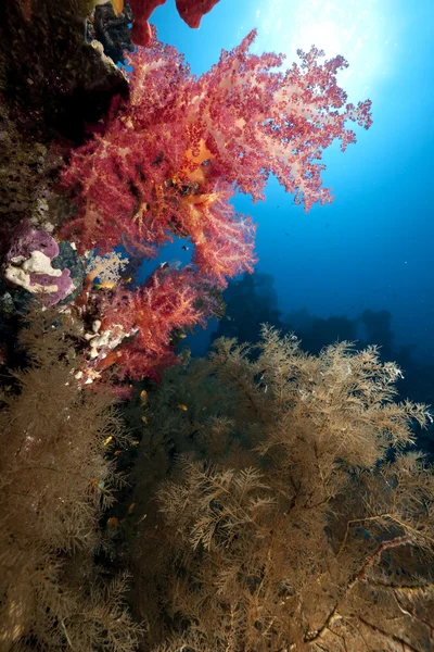 Peces, océano y coral —  Fotos de Stock