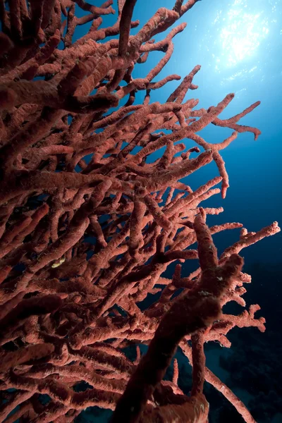 Toxic finger coral — Stock Photo, Image