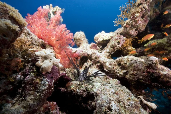 鱼、 海洋、 珊瑚礁 — 图库照片