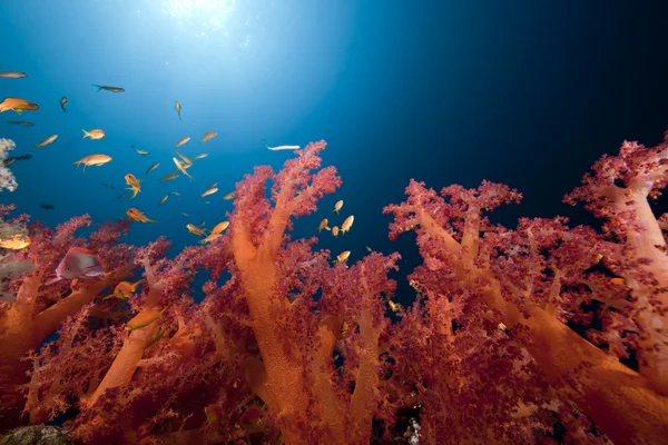 Риби, океан і корали — стокове фото