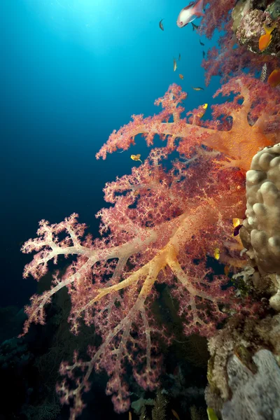 Peixes, oceanos e corais — Fotografia de Stock