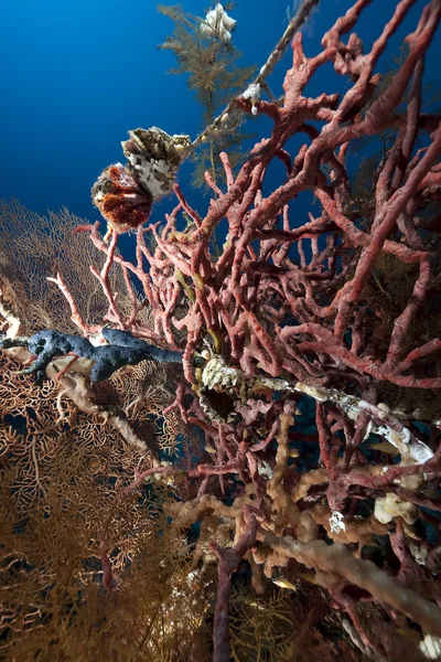 魚、海と珊瑚 — ストック写真
