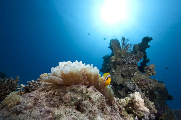 Anemonefish, oceano e anêmona bolha — Fotografia de Stock