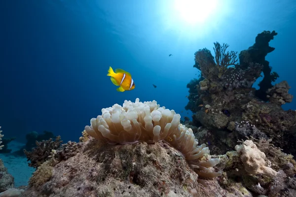 Anemonefish, okyanus ve kabarcık anemon — Stok fotoğraf