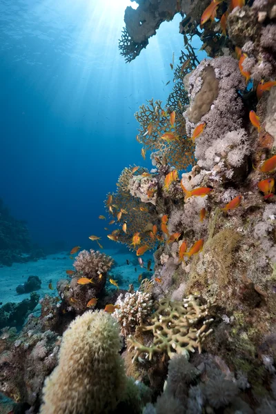 Peces, océano y coral —  Fotos de Stock