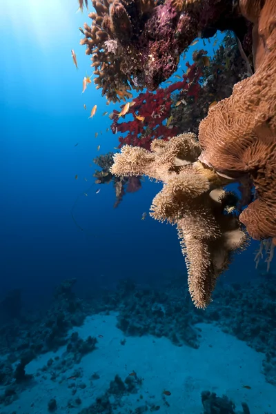 Balık, okyanus ve mercan — Stok fotoğraf
