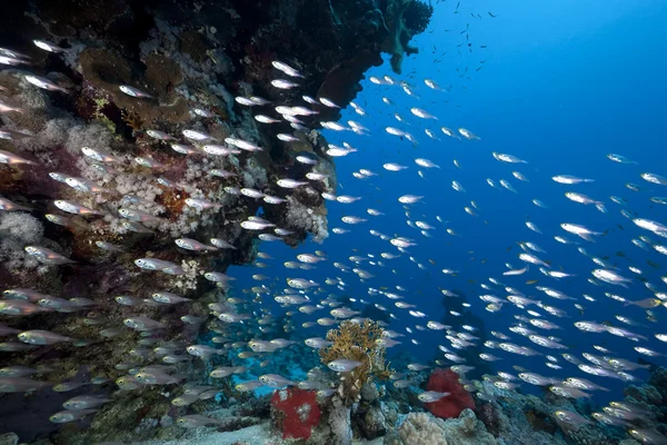 Varredores dourados, oceano e coral — Fotografia de Stock