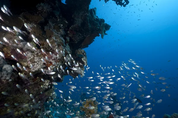 Balayeuses dorées, océan et corail — Photo