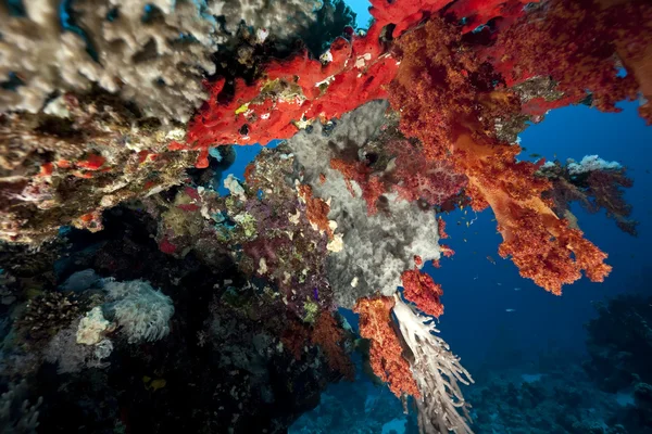 Fische, Ozeane und Korallen — Stockfoto
