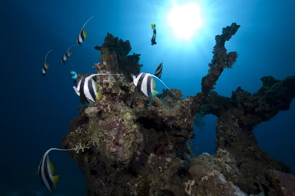 okullaşma bannerfish, okyanus ve mercan