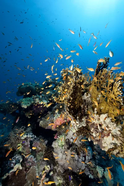 Peixes, oceanos e corais — Fotografia de Stock