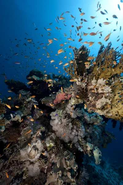 Vis, Oceaan en koraal — Stockfoto