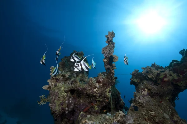 Iskolai bannerfish, az óceán és a korall — Stock Fotó