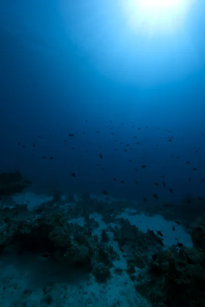 Vis, Oceaan en koraal — Stockfoto