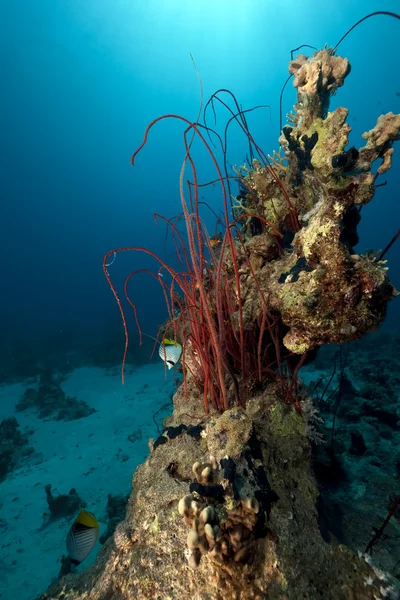 Rode cluster zweep en Oceaan — Stockfoto