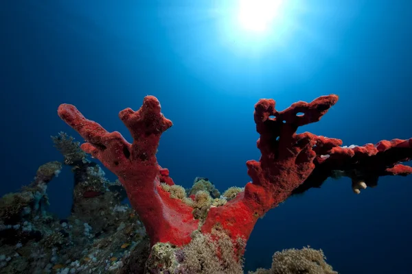 Oceaan en koraal — Stockfoto