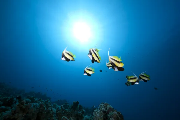 Bannerfish, ocean and coral — Stock Photo, Image