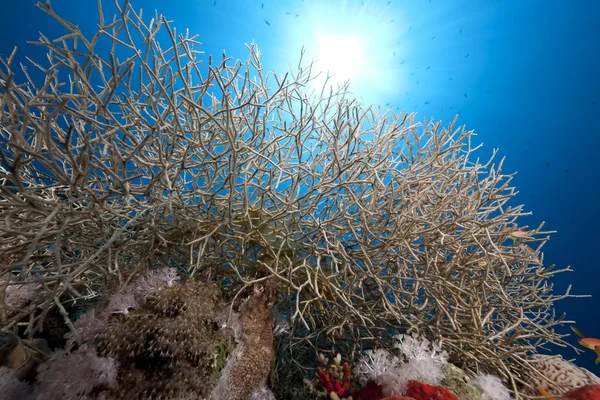 Noded geile koraal — Stockfoto