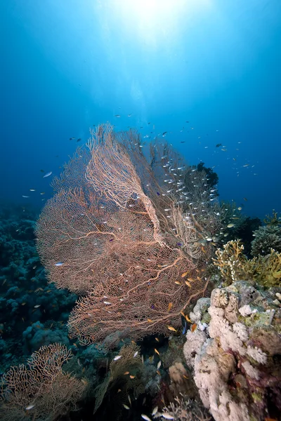 Seafan, vis en Oceaan — Stockfoto