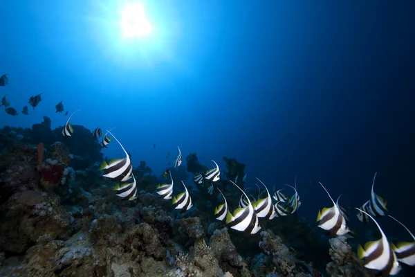 Skolgång bannerfish, havet och coral — Stockfoto