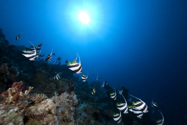 Schooling bannerfish, ocean and coral — Stock Photo, Image
