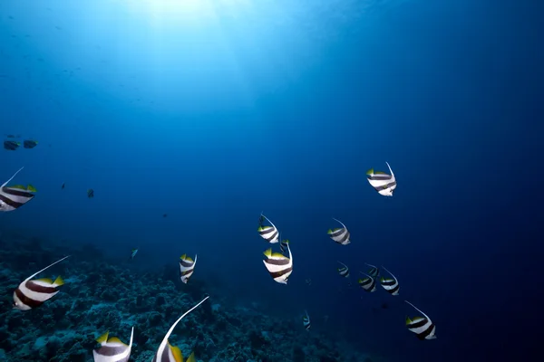 Schooling bannerfish, ocean and coral — Stock Photo, Image