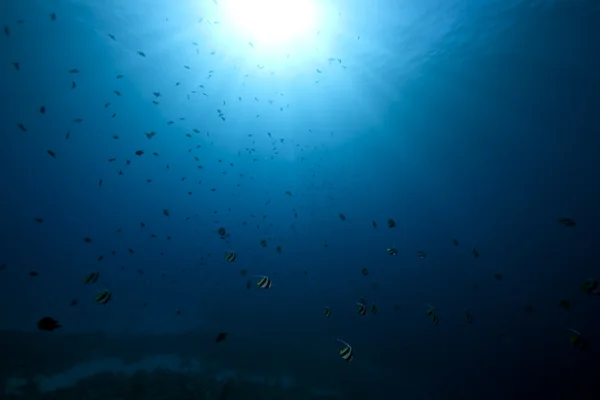 Рыба, океан и кораллы — стоковое фото