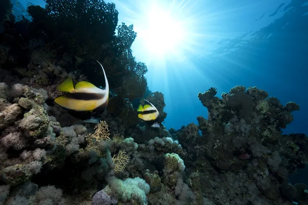 Peces bandera, océano y coral — Foto de Stock