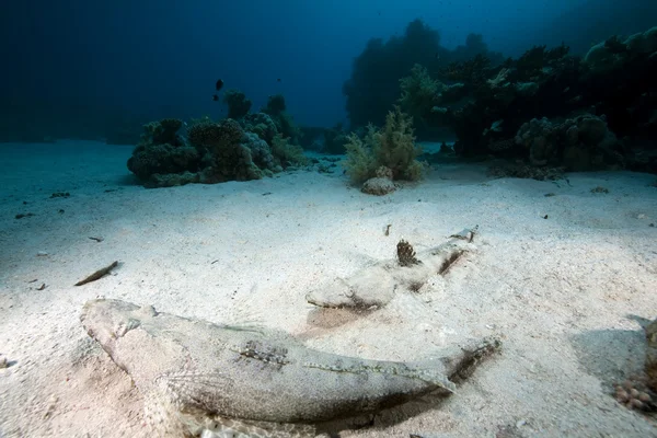 Croccodilefish 和海洋 — 图库照片