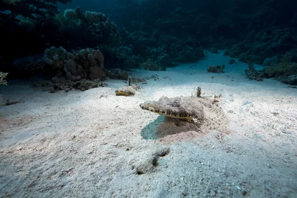 stock image Croccodilefish and ocean