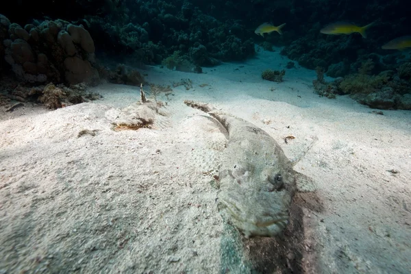 Croccodilefish en Oceaan — Stockfoto