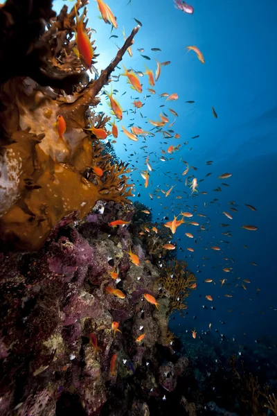 Oceano, coral e peixe — Fotografia de Stock
