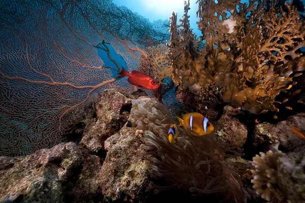 Mar, anémona y pez anémona — Foto de Stock
