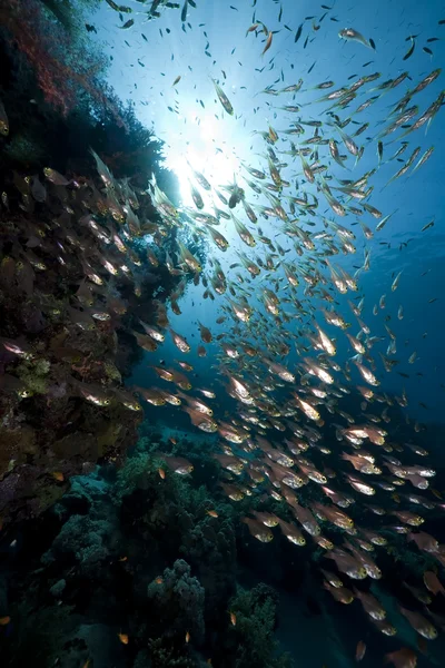 海、サンゴと魚 — ストック写真