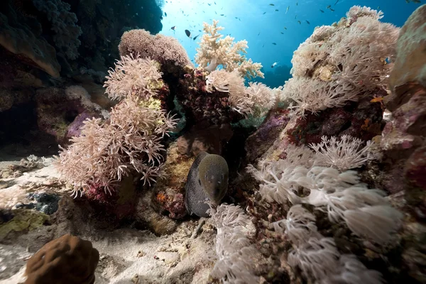 มหาสมุทร ปะการัง และปลา — ภาพถ่ายสต็อก