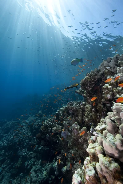 Havet, korall och fisk — Stockfoto